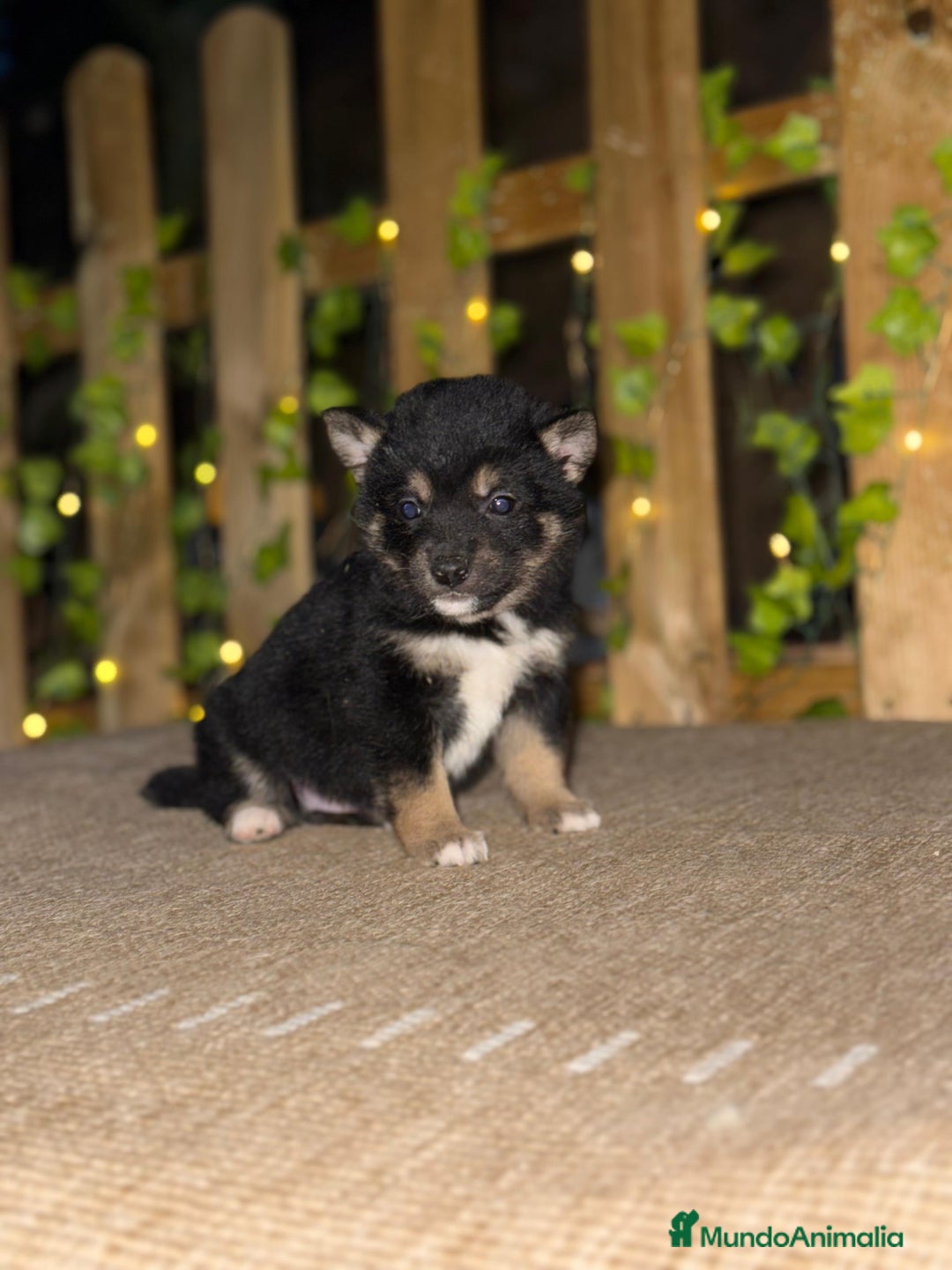 Shiba Inu perros en venta: shiba inu Rojos Y Negros Preciosos  - Anuncio 2