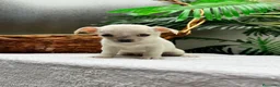 Chihuahua perros en venta: CHIHUAHUA-MACHO - Anuncio 3
