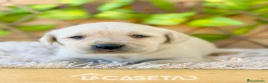Labrador Retriever Cachorro 7627