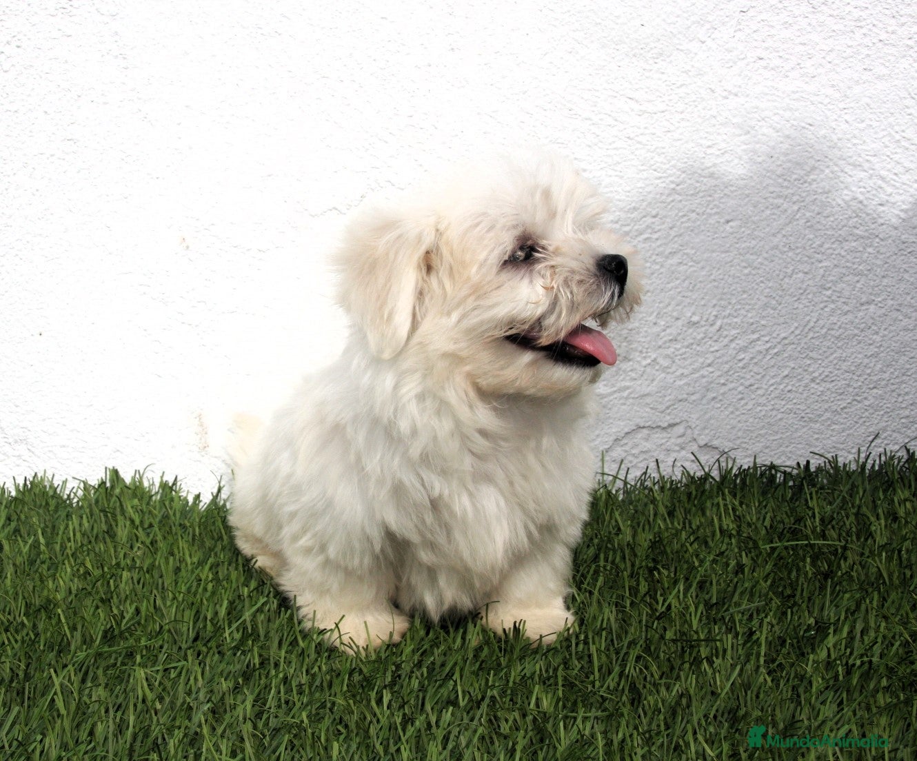 Bichón Maltés perros en venta: Bichon Maltes  - Anuncio 10