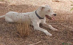 Dogo Argentino perros en venta: Cachorra 7 meses dogo argentino  - Imagen 1