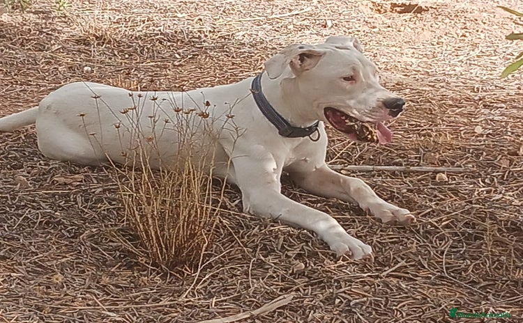 Dogo Argentino perros - Anuncio 1