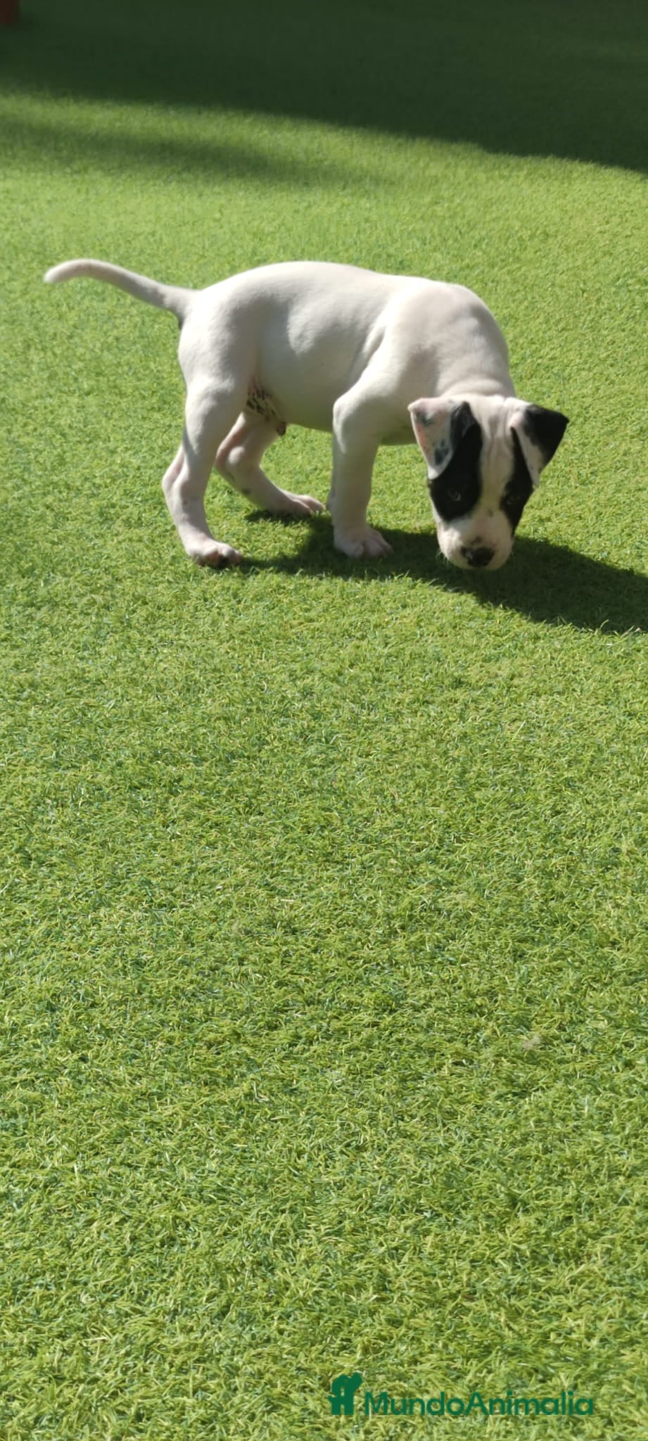 American Staffordshire-Terrier perros American stanfford terrier macho  - Anuncio 1