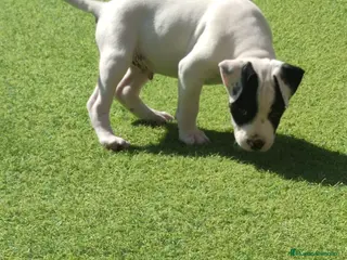 American Staffordshire-Terrier perros American stanfford terrier macho - Anuncio 1