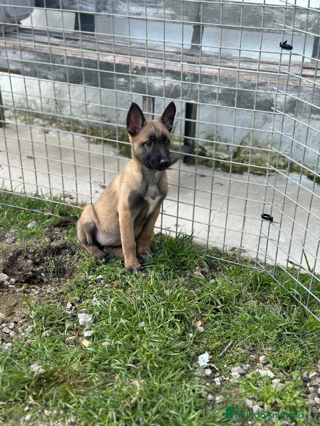 Pastor Belga Malinois perros en venta: Preciosos Malinois - Anuncio 1