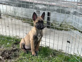 Pastor Belga Malinois perros Preciosos Malinois - Anuncio 1