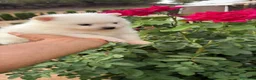 Pomerania perros en venta: Pomerania standar blanco macho!!! - Anuncio 2