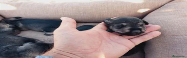 Schnauzer Miniatura Cachorro 1