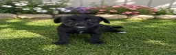 Raza Mixta perros en venta: OPORTUNIDAD (leer bien anuncio ) - Anuncio 1