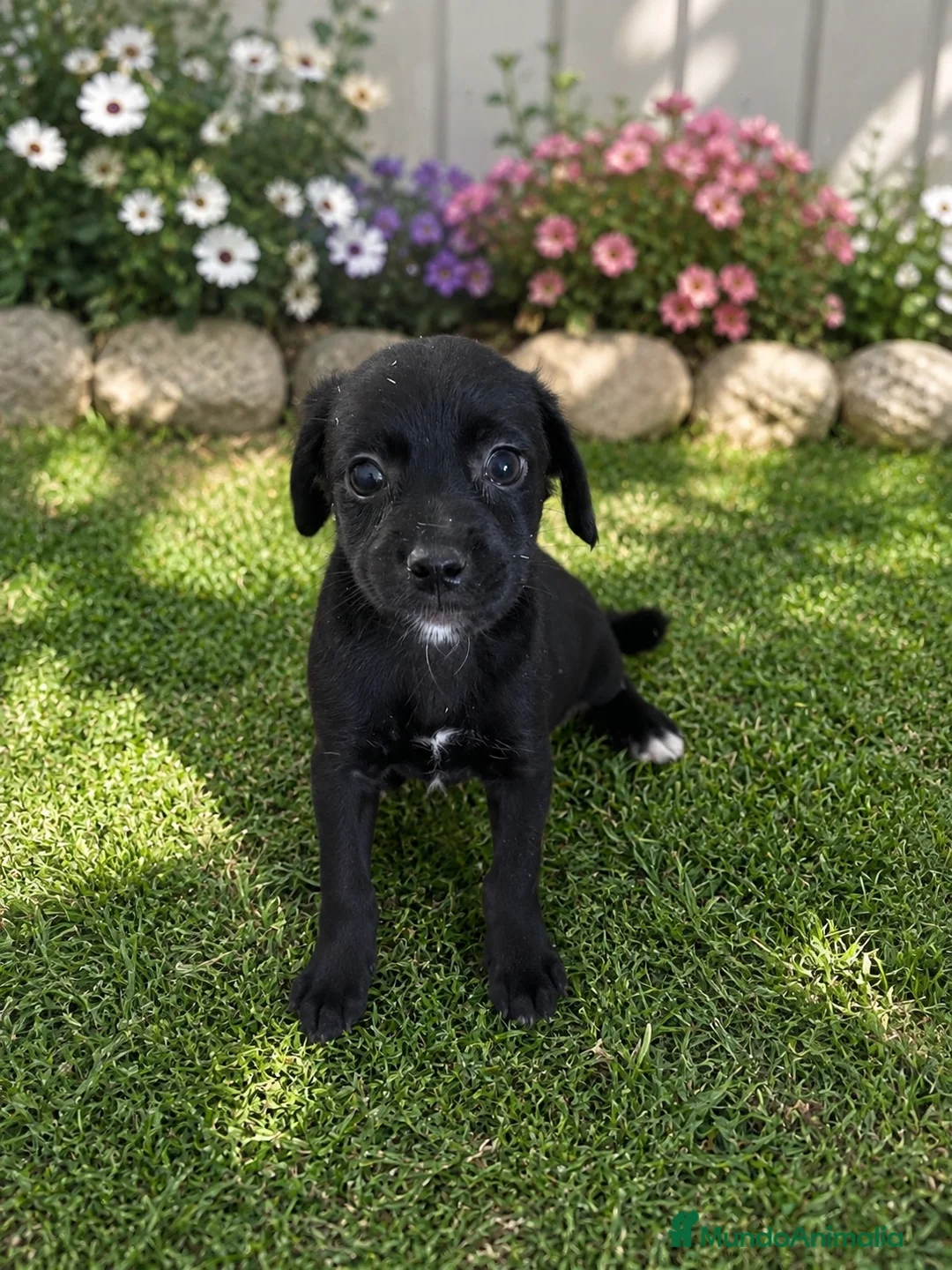 Raza Mixta perros en venta: OPORTUNIDAD (leer bien anuncio ) - Anuncio 1