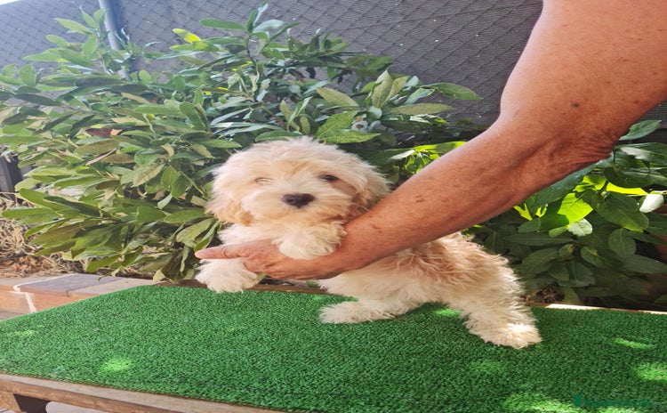 Maltipoo perros - Propaganda 4