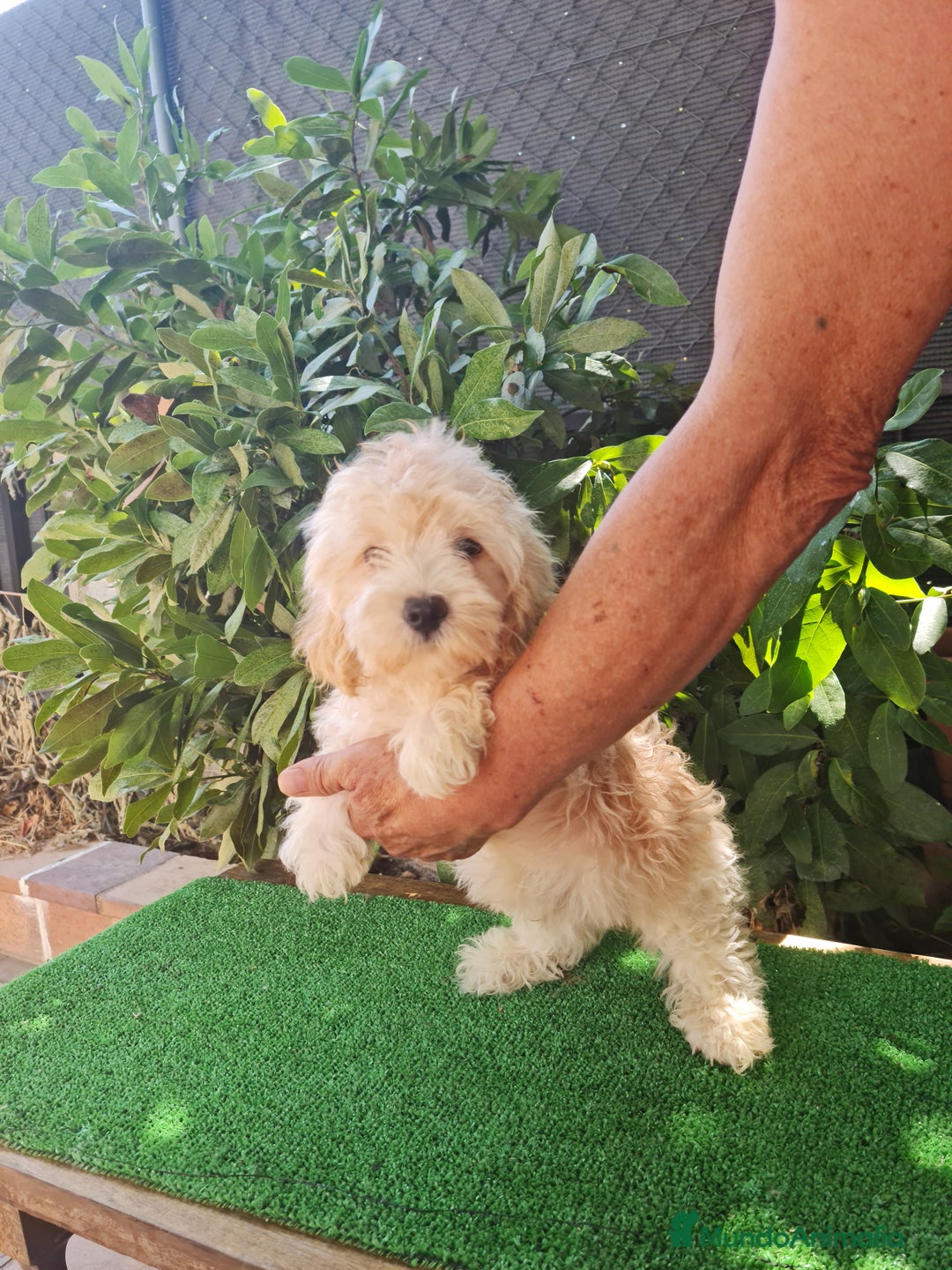 Maltipoo perros en venta: Maltipoo - Imagen 1