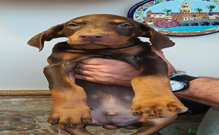 Dobermann perros - Anuncio 1