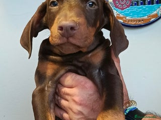 Dobermann perros - Anuncio 1