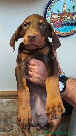 Dobermann perros - Anuncio 1