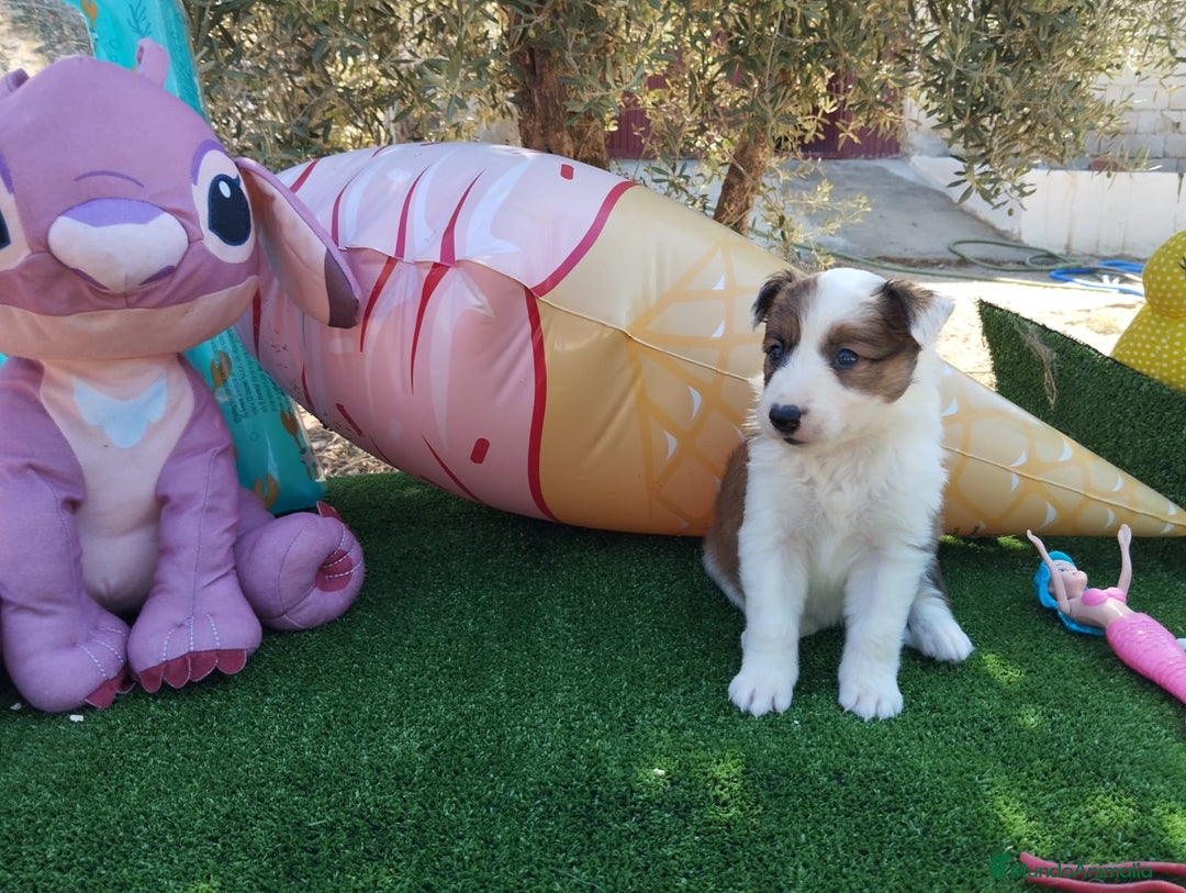 Border Collie perros en venta: Gran Camada de Border Collie - Imagen 9