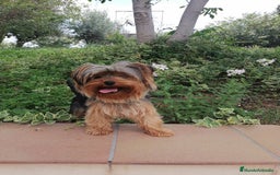 Yorkshire Terrier perros en venta: Cachorros yorkshire terrier - Anuncio 4