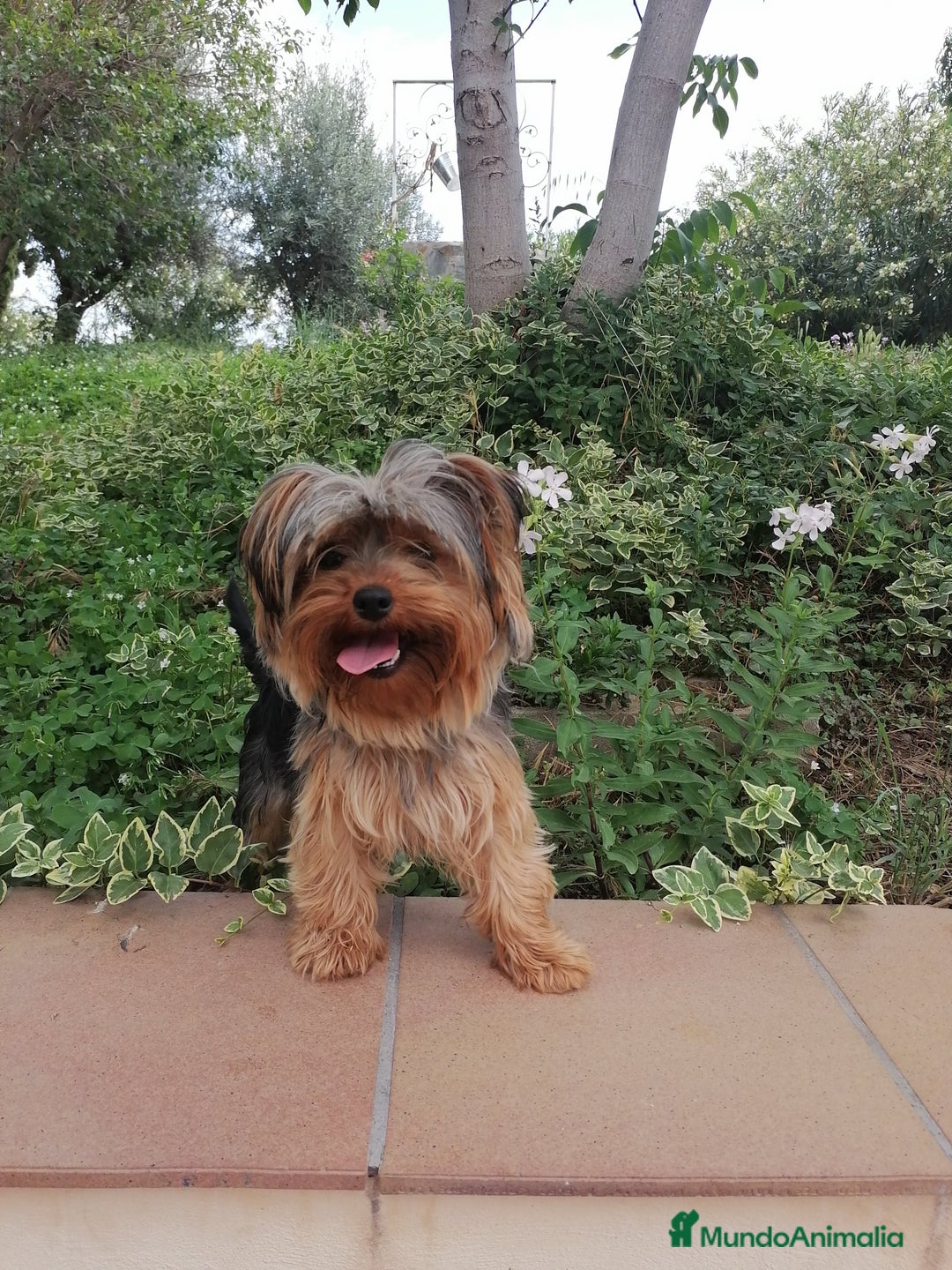Yorkshire Terrier perros en venta: Cachorros yorkshire terrier - Anuncio 4