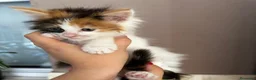 Maine Coon gatos en venta: Maine Coon - Anuncio 4