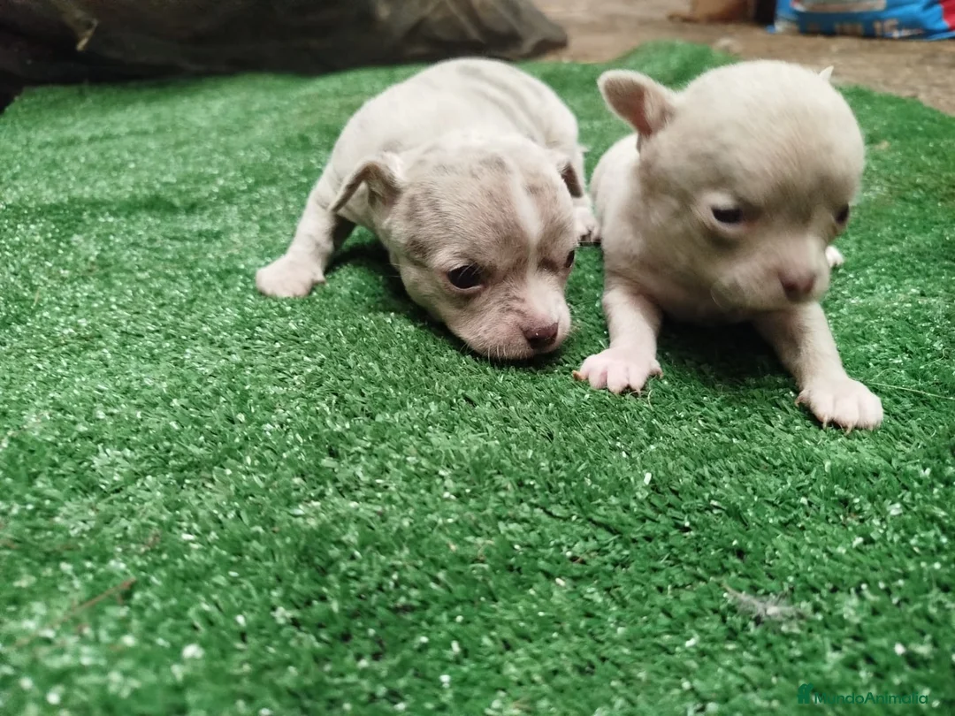Chihuahua perros en venta: Camada de chihuahuas línea rusa. - Anuncio 2