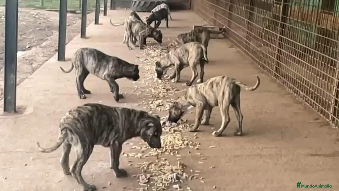 Raza Mixta perros en venta: BANDOG de los HIERROS  - Anuncio 2