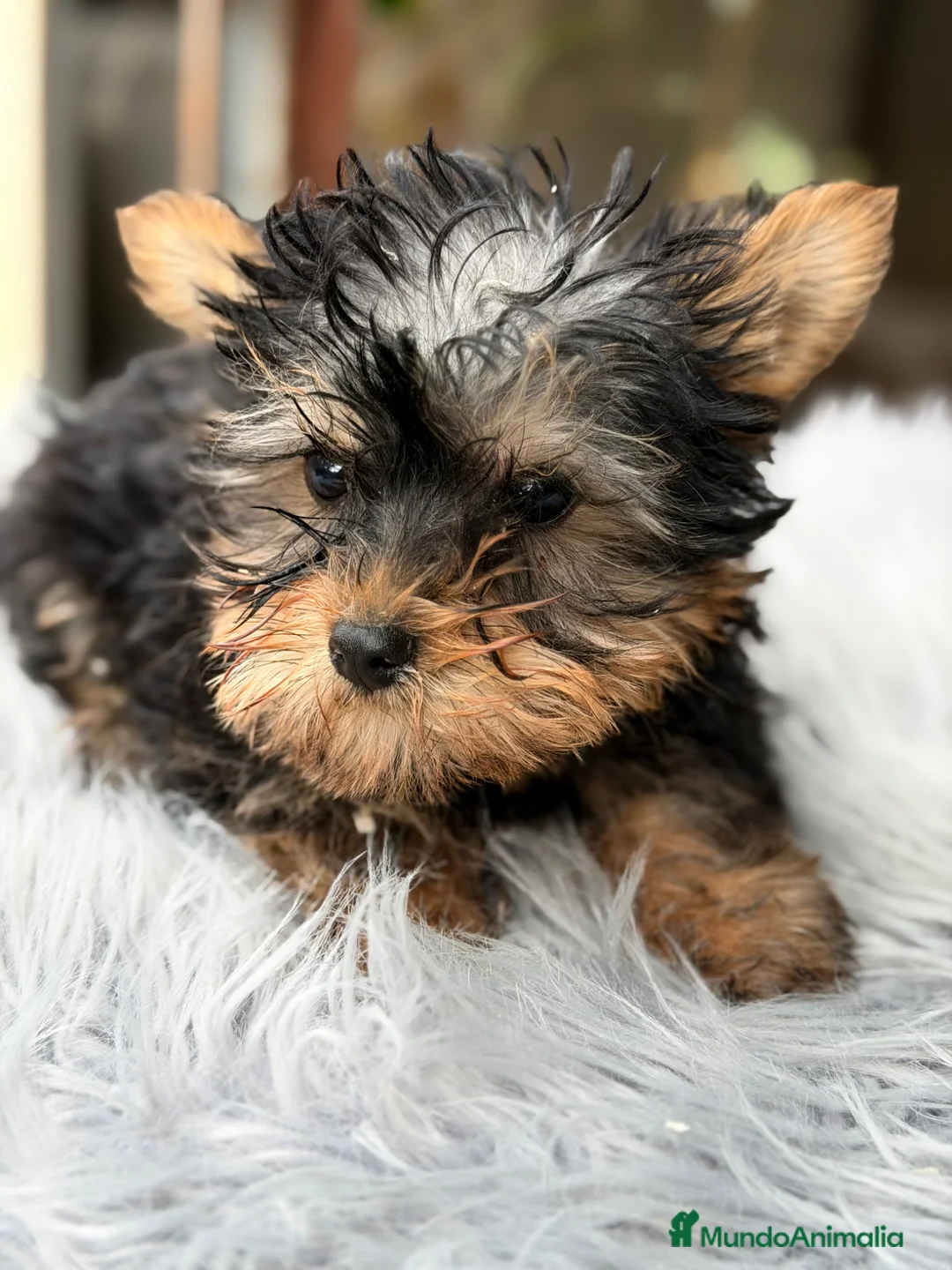 Yorkshire Terrier perros en venta: Yorki mini  - Anuncio 1
