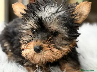 Yorkshire Terrier perros Yorki mini - Anuncio 1