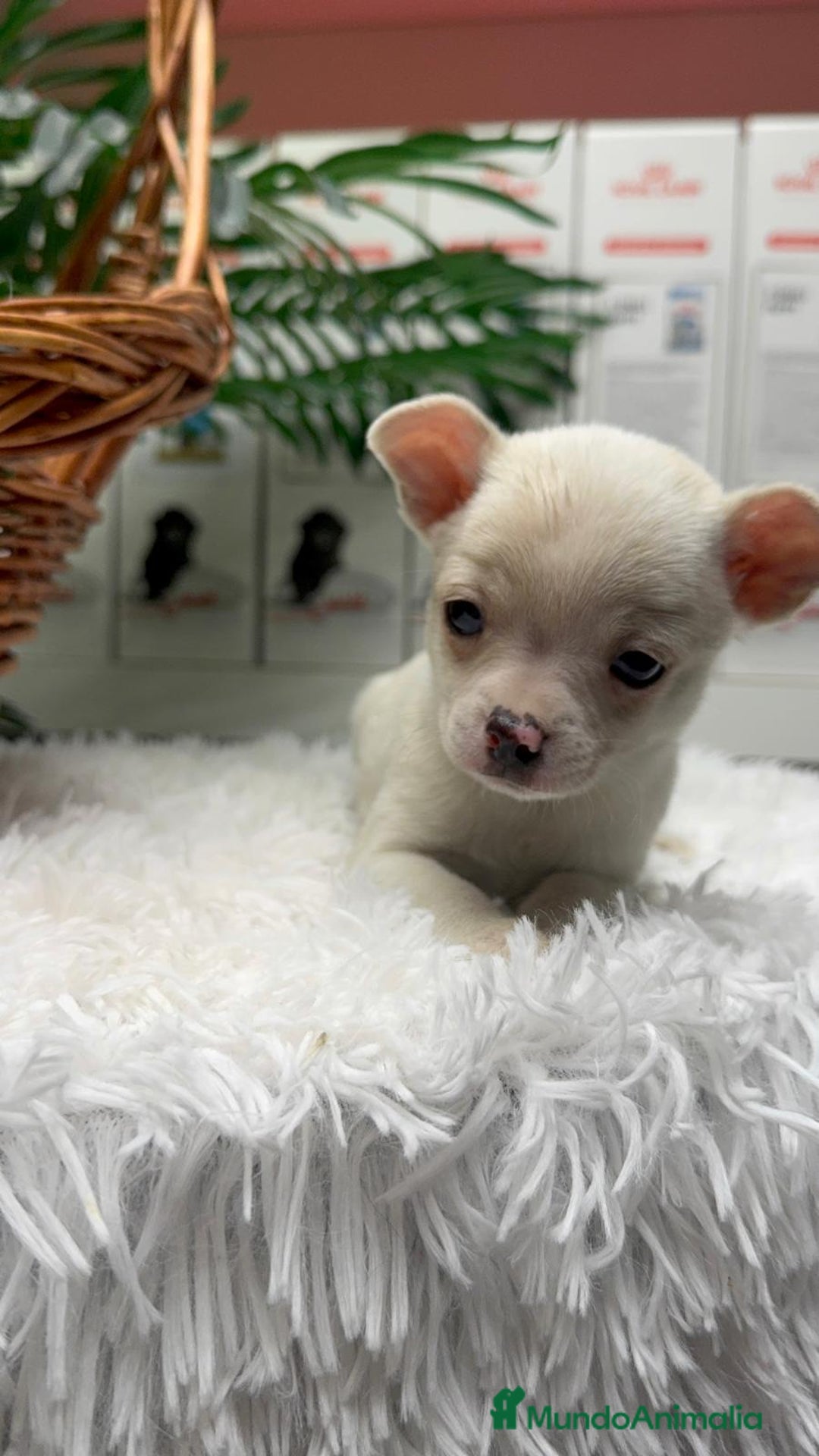 Chihuahua perros en venta: CHIHUAHUA MACHO - Anuncio 12
