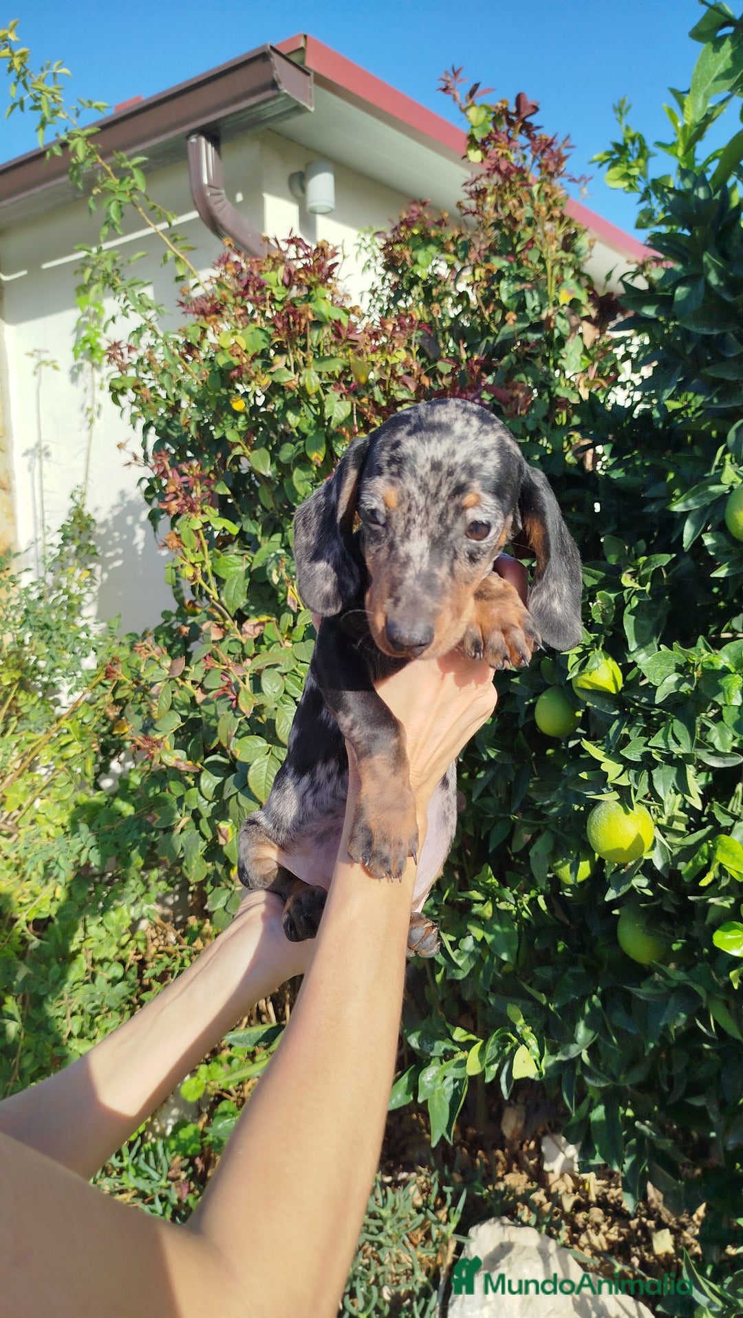 Teckel Miniatura perros en venta: Teckels miniatura  - Anuncio 2