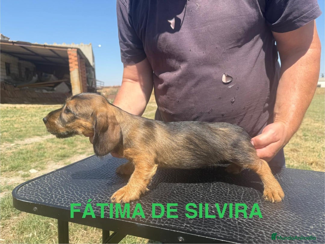 Teckel Miniatura perros en venta: Camada de Teckel - Imagen 4