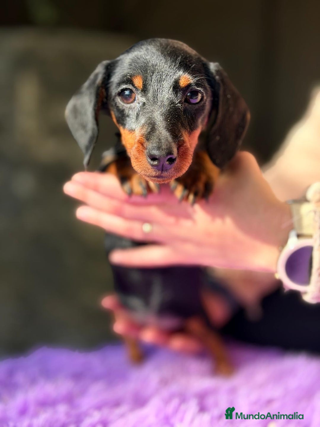 Teckel Miniatura perros en venta: TECKEL MINIATURA - Anuncio 4