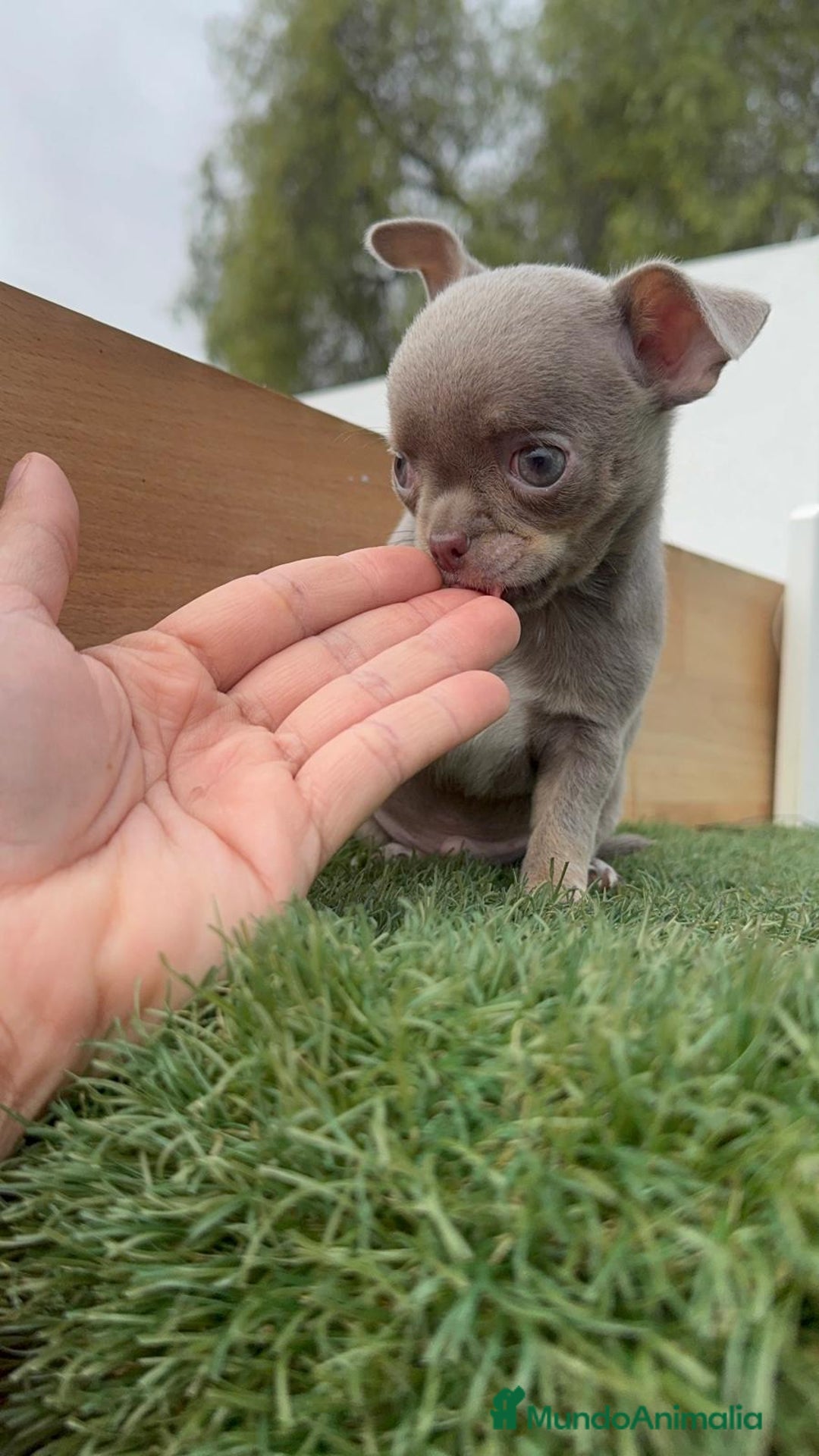 Chihuahua perros en venta: CHIHUAHUA MACHO LILAC AND TAN - Anuncio 1