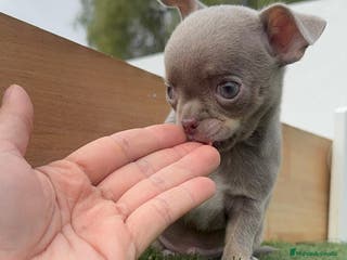 Chihuahua perros CHIHUAHUA MACHO LILAC AND TAN - Anuncio 1