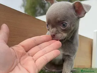 Chihuahua perros CHIHUAHUA MACHO LILAC AND TAN - Anuncio 12