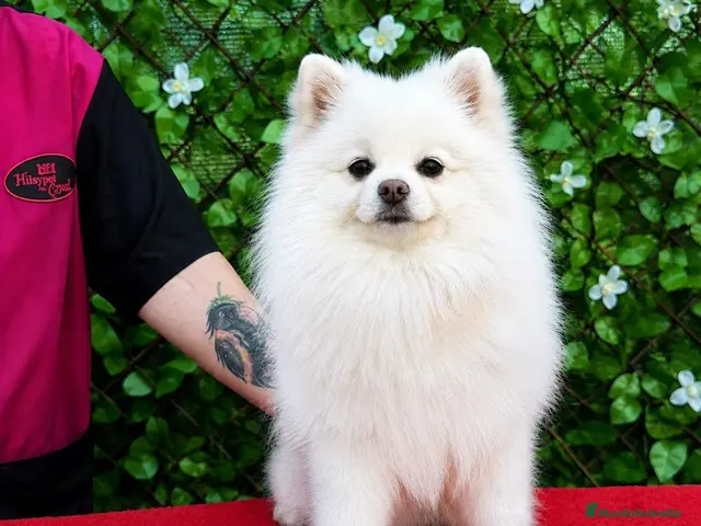 Pomerania perros en venta: Súper toy black and tan - Anuncio 2