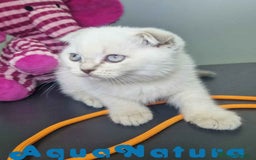 Scottish Fold gatos en venta: Scottish Fold Macho 7912 AQUANATURA - Imagen 9