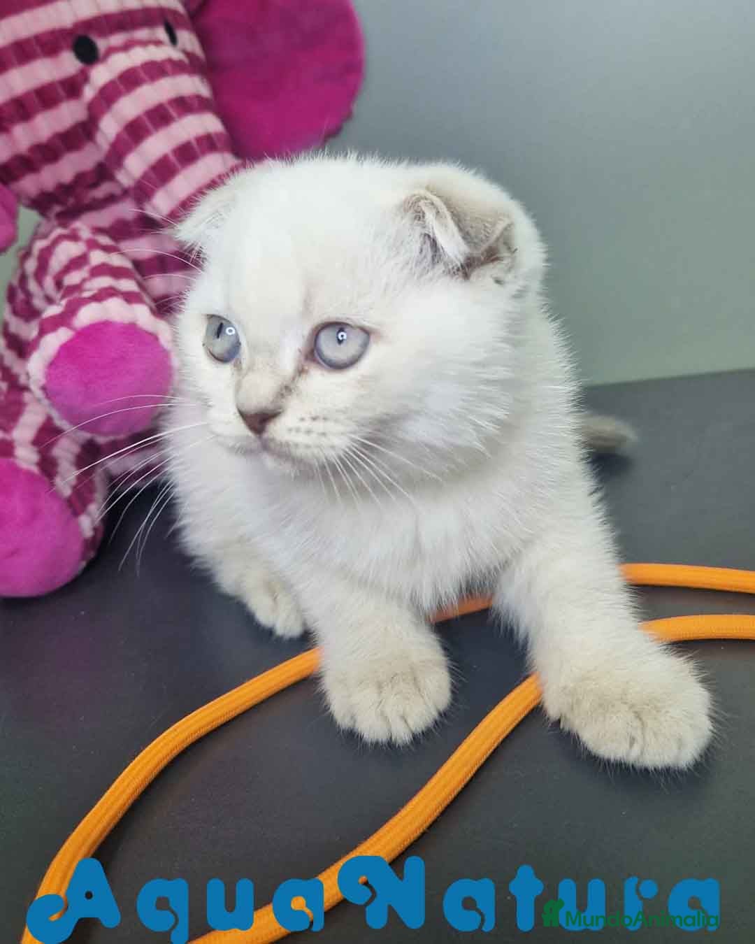 Scottish Fold gatos en venta: Scottish Fold Macho 7912 AQUANATURA - Imagen 9