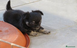 Chihuahua perros en venta: Chihuahuas - Imagen 5