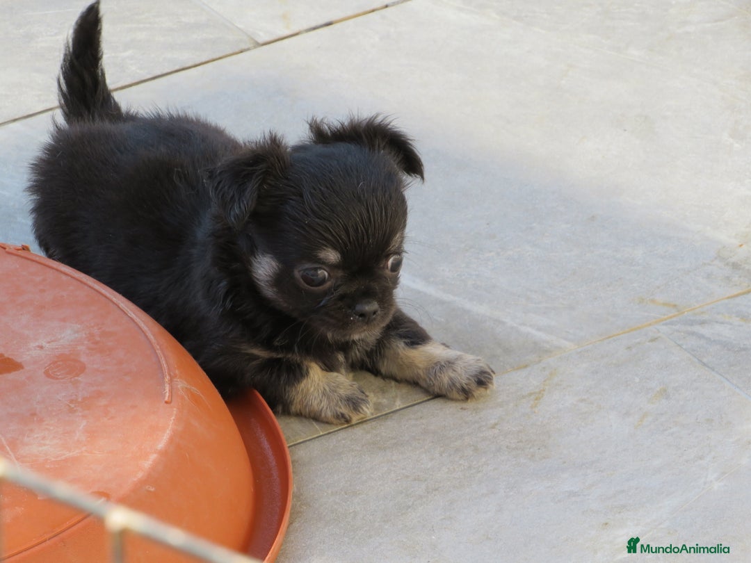 Chihuahua perros en venta: Chihuahuas - Imagen 5