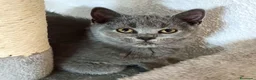 Británico de Pelo Corto gatos en venta: CAMADA DE GATO/AS BRITISH SHORTAIR - Anuncio 7
