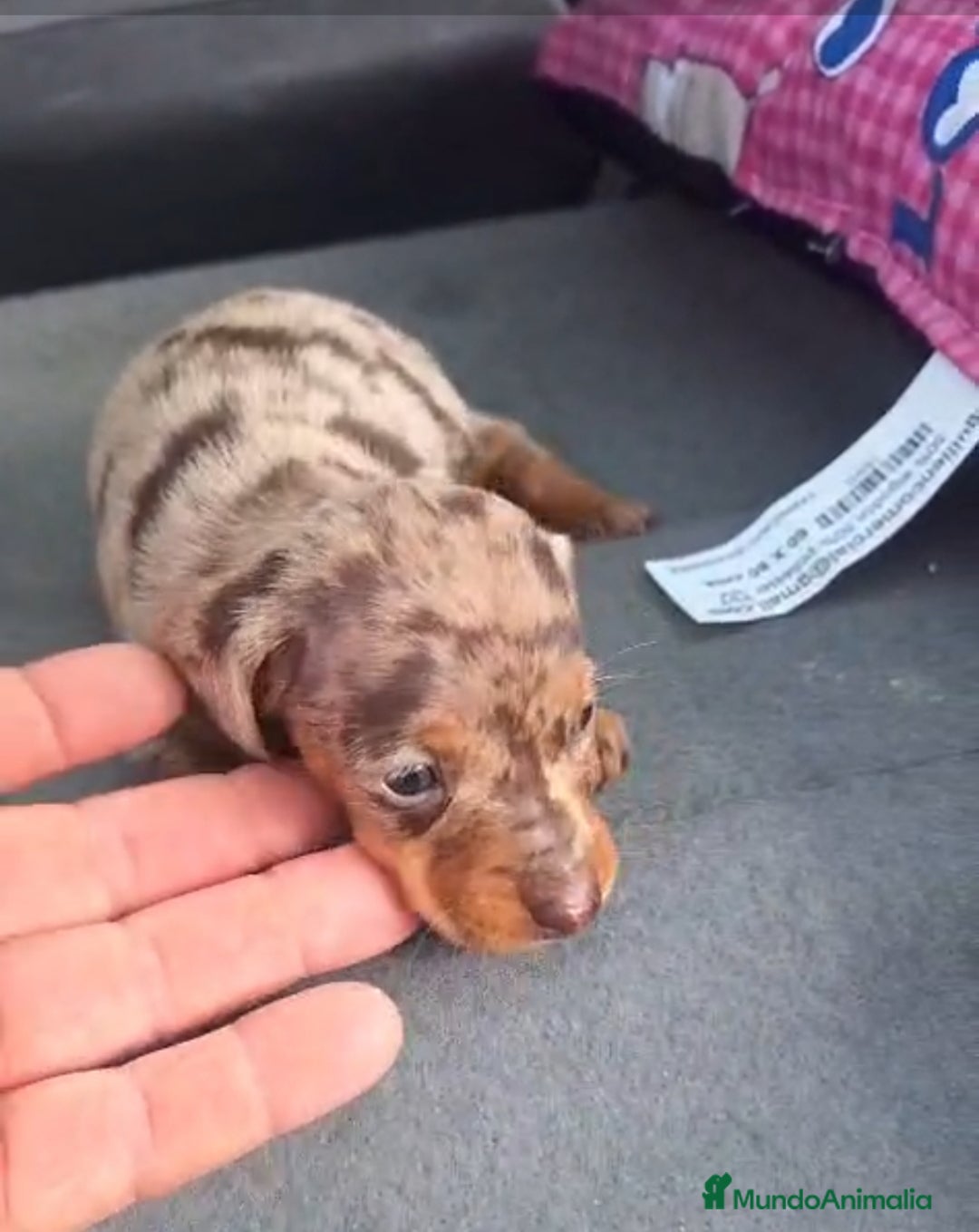 Teckel perros Teckel Kanichen - Anuncio 2