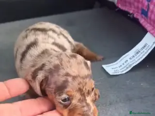 Teckel perros Teckel Kanichen Hembra Arlequin Chocolate - Anuncio 21