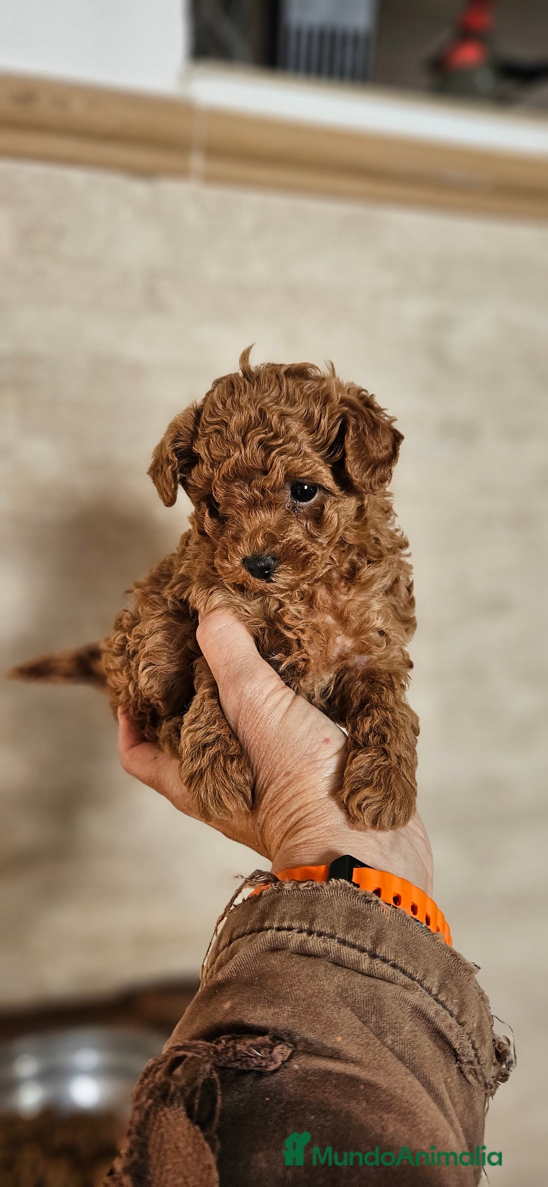 Caniche Toy perros en venta: Caniche toy - Anuncio 2