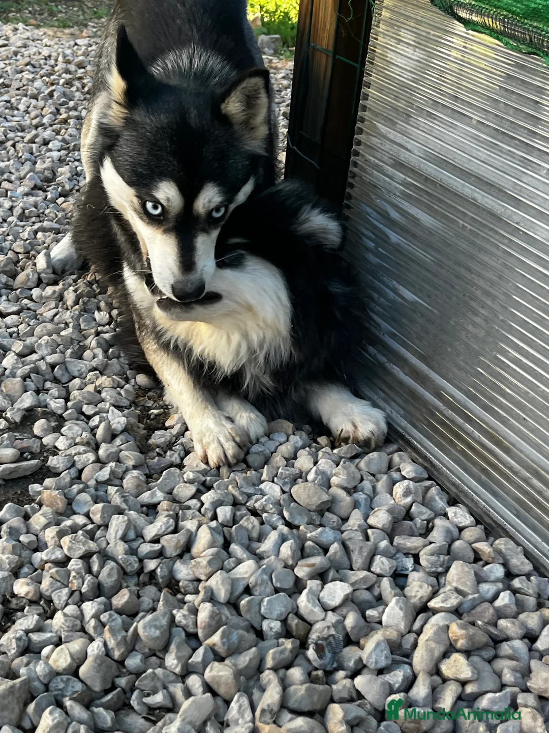 Pomsky perros en venta: Pomsky miniatura multigeneracional  - Anuncio 26