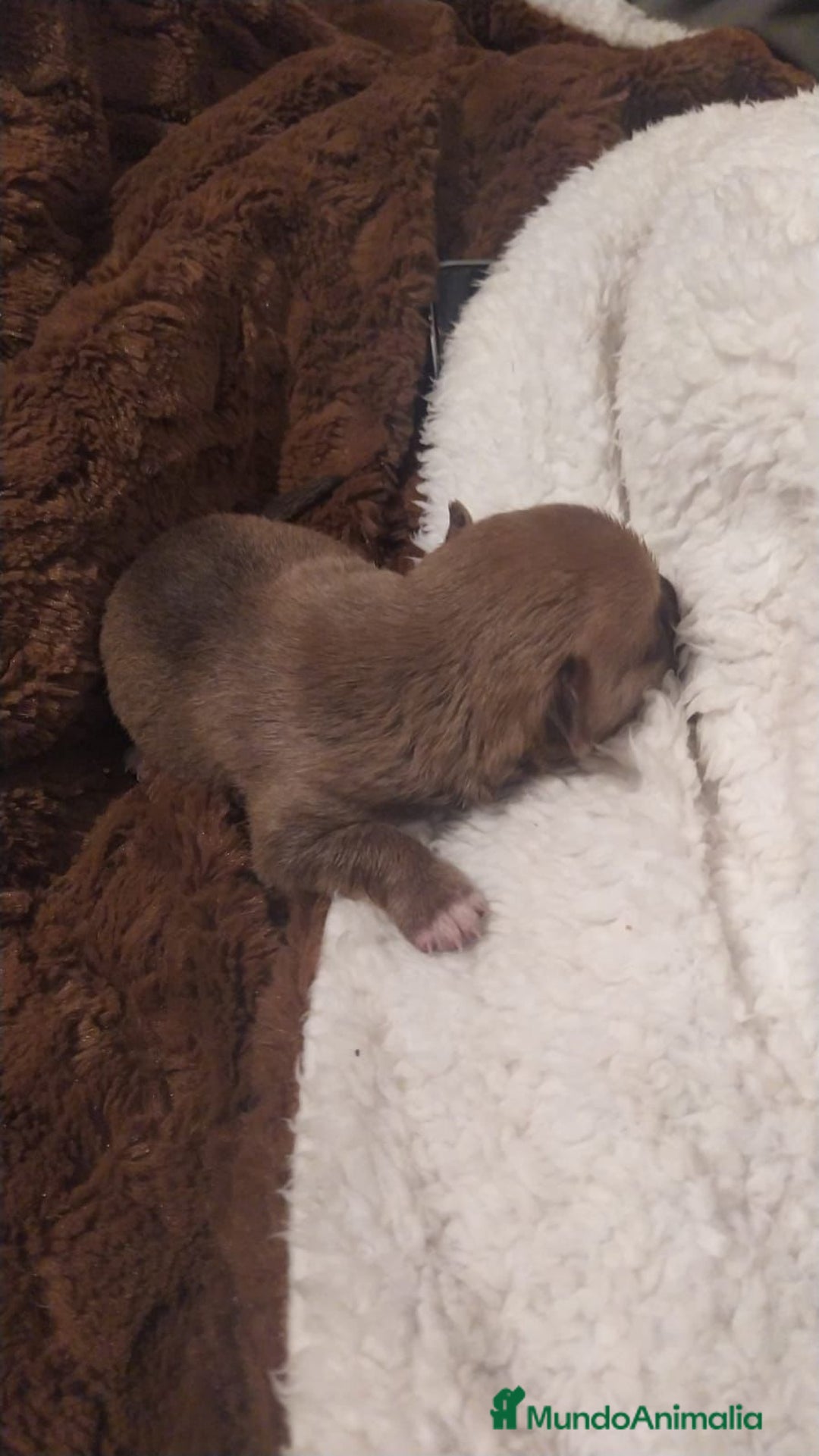 Chihuahua perros en venta: Chihuahua toy - Anuncio 6