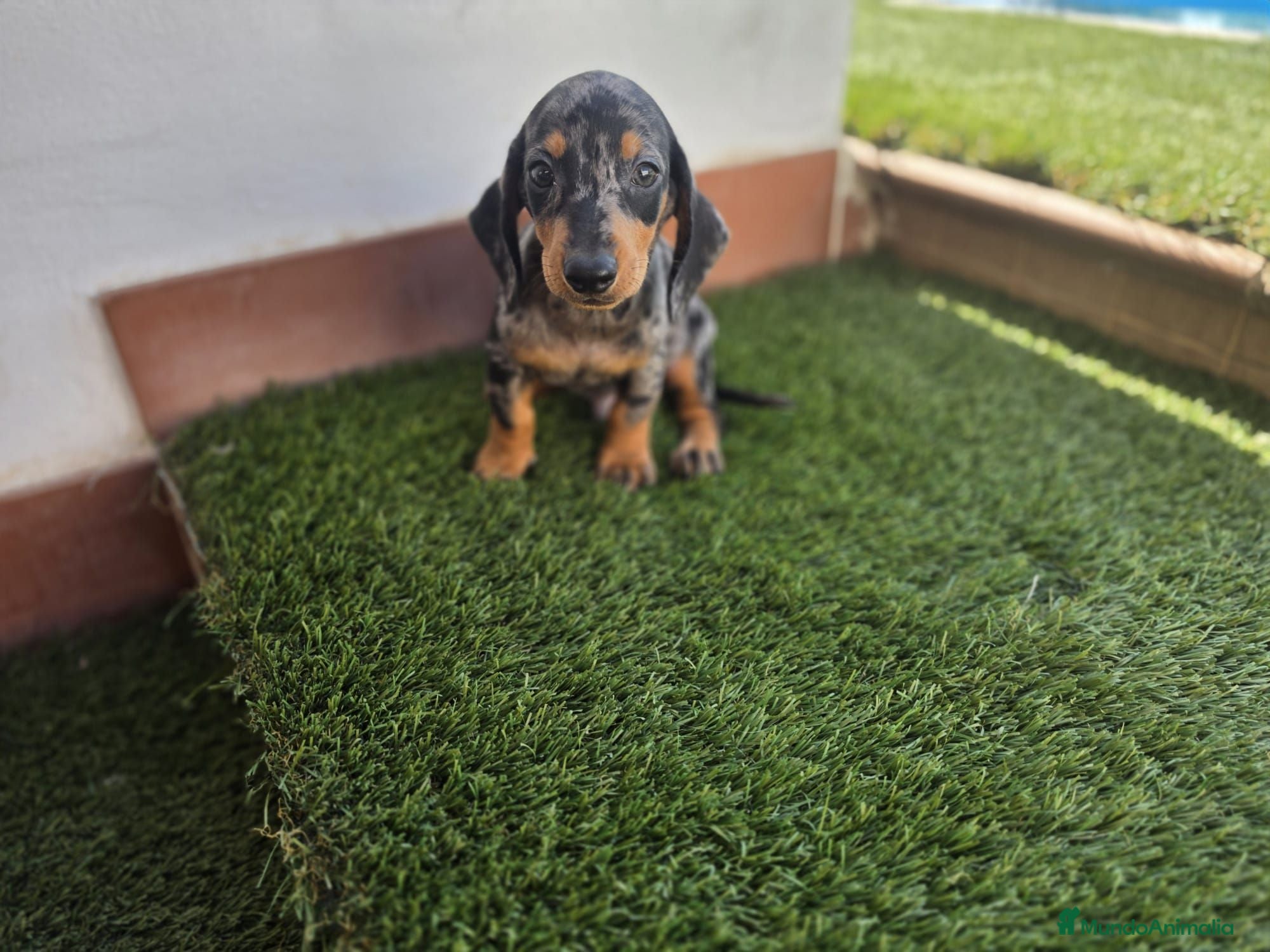 Teckel Miniatura perros TECKEL MINI ARLEQUIN - Anuncio 2