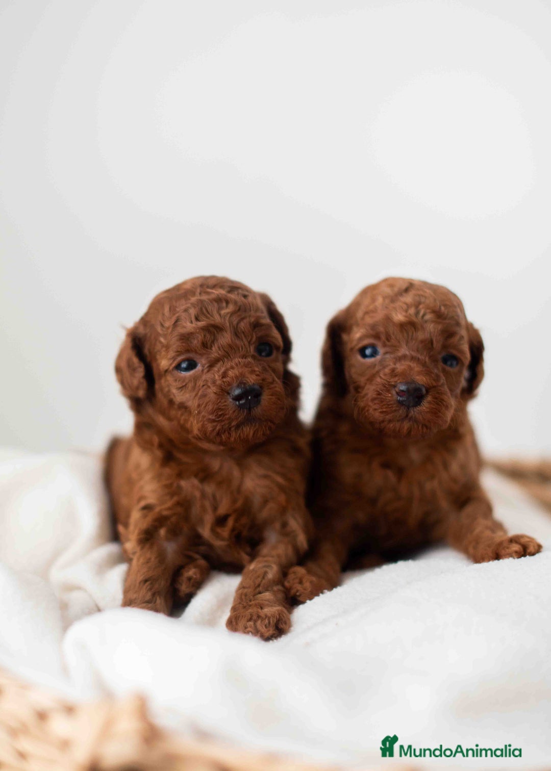 Caniche Toy perros en venta: Caniche toy rojo intenso - Anuncio 9