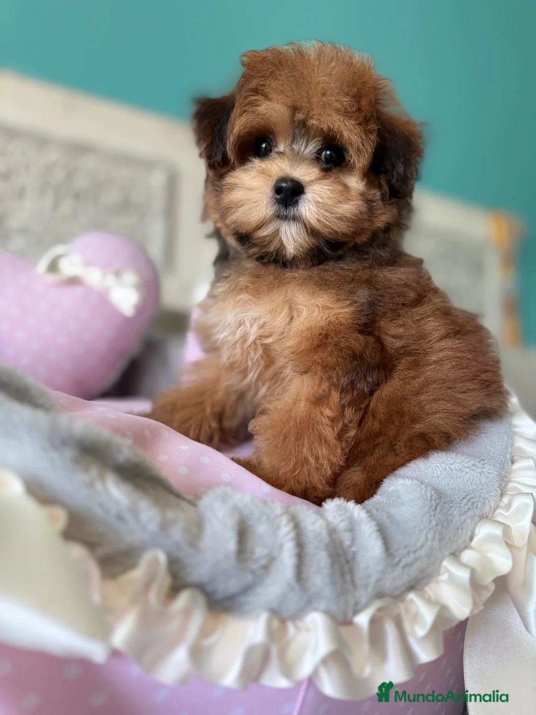 Maltipoo perros en venta: Maltipoo Toy muy bonita con vacunación completa!! - Anuncio 1