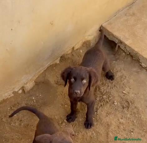 Labrador Retriever perros CACHORROS DE LABRADOR CHOCOLATE - Anuncio 2