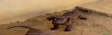 Labrador Retriever 4